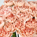 clavel rosa