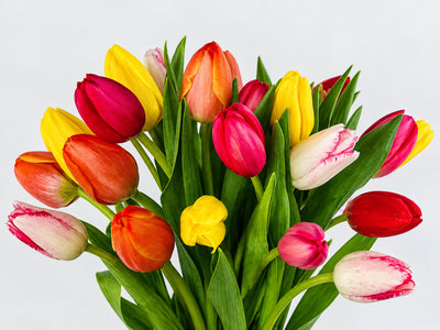Primer plano de tulipanes rojos, amarillos y naranjas sobre fondo neutro.