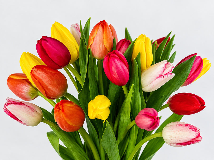 Primer plano de tulipanes rojos, amarillos y naranjas sobre fondo neutro.