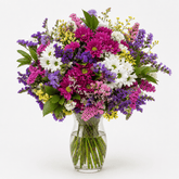 Eternal | Margaritas de colores - Persa Flores
