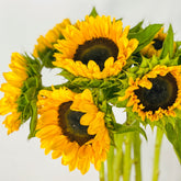 Girasoles Premium - Persa Flores