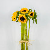 Girasoles Premium - Persa Flores