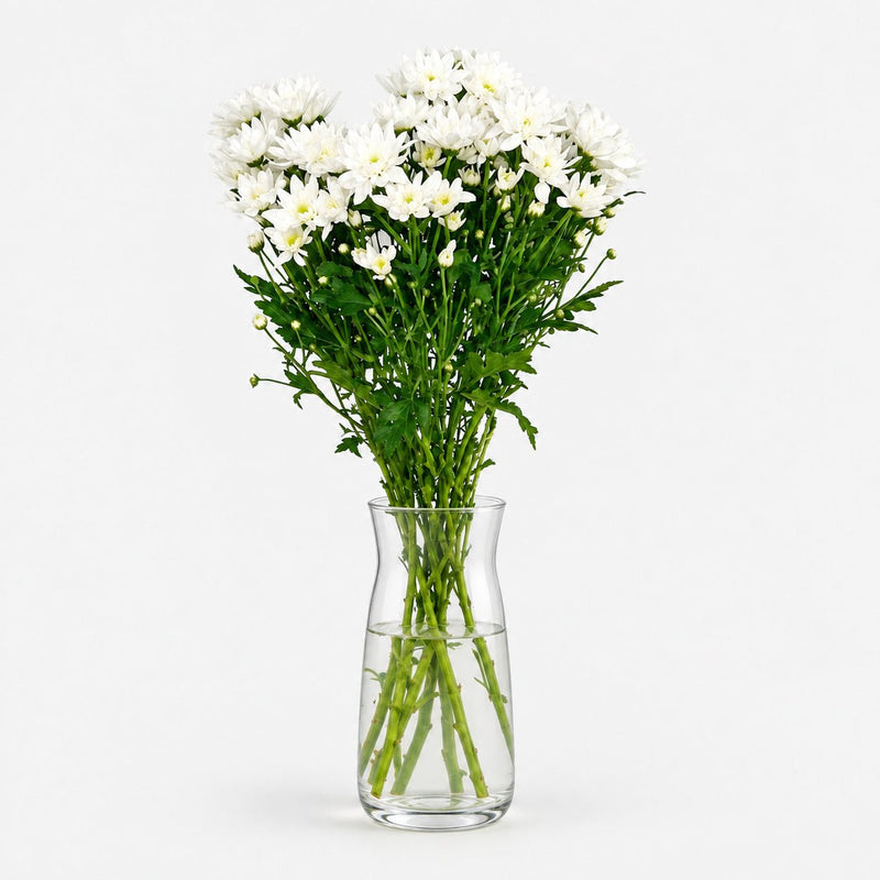 Margaritas Blancas - Persa Flores