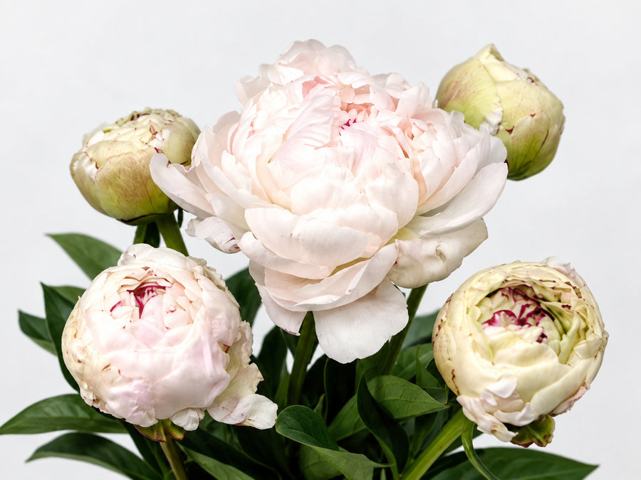 Primer plano de peonías blancas con matices rosa pálido y capullos sobre fondo neutro.