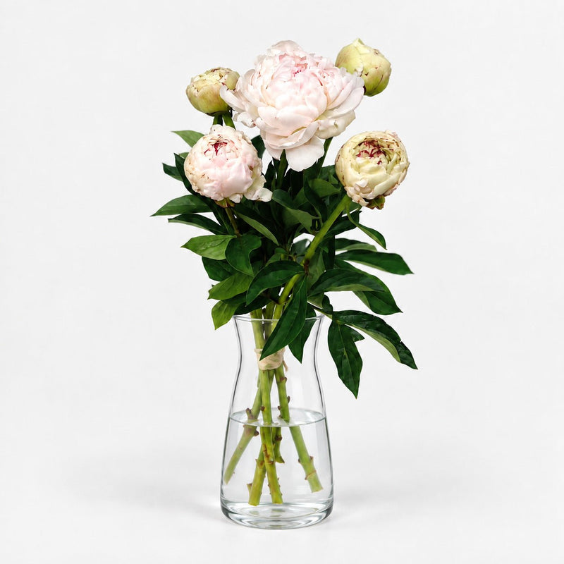 Peonías Blancas - Persa Flores