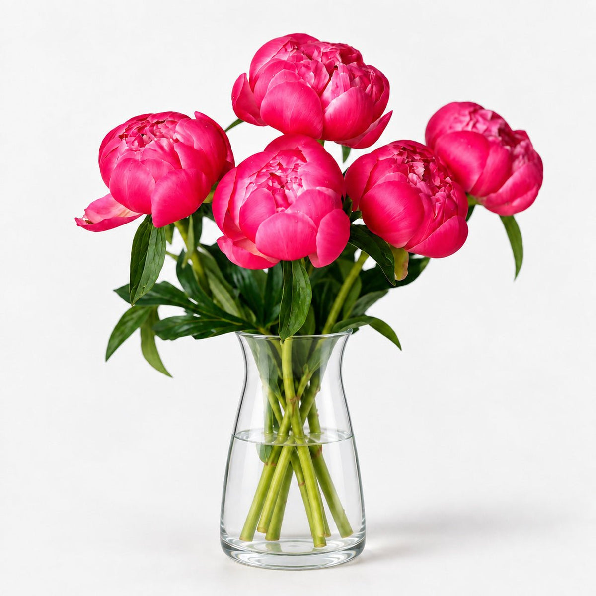 Pink Peonies