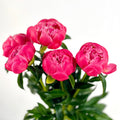 peonias