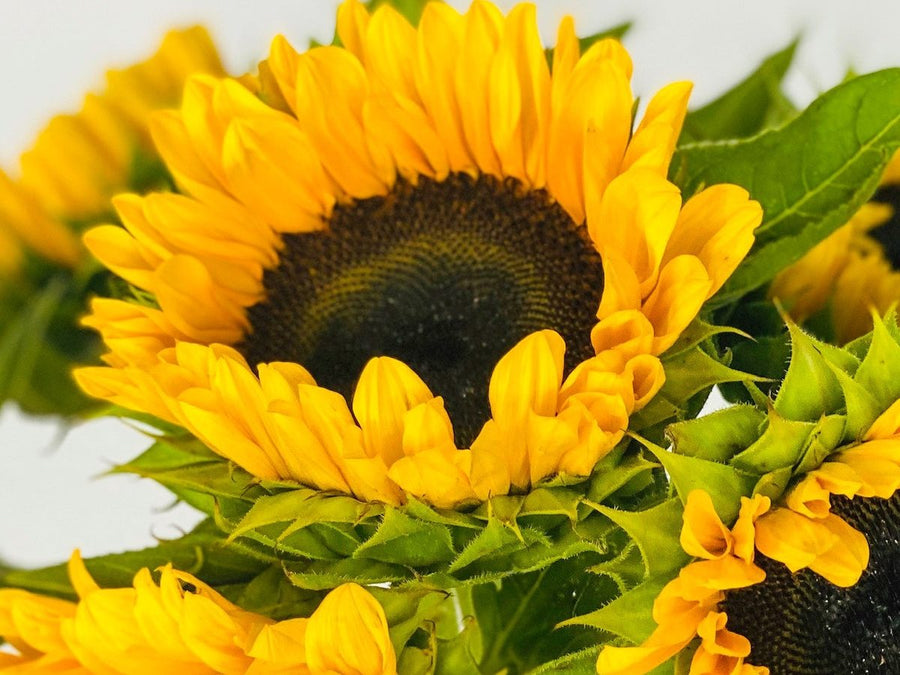 Girasoles del catálogo de Persa Flores.