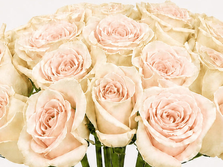 Rosas rosas del catálogo de Persa Flores.