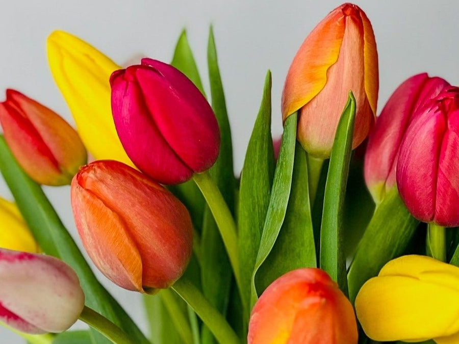 Tulipanes de colores del catálogo de Persa Flores.