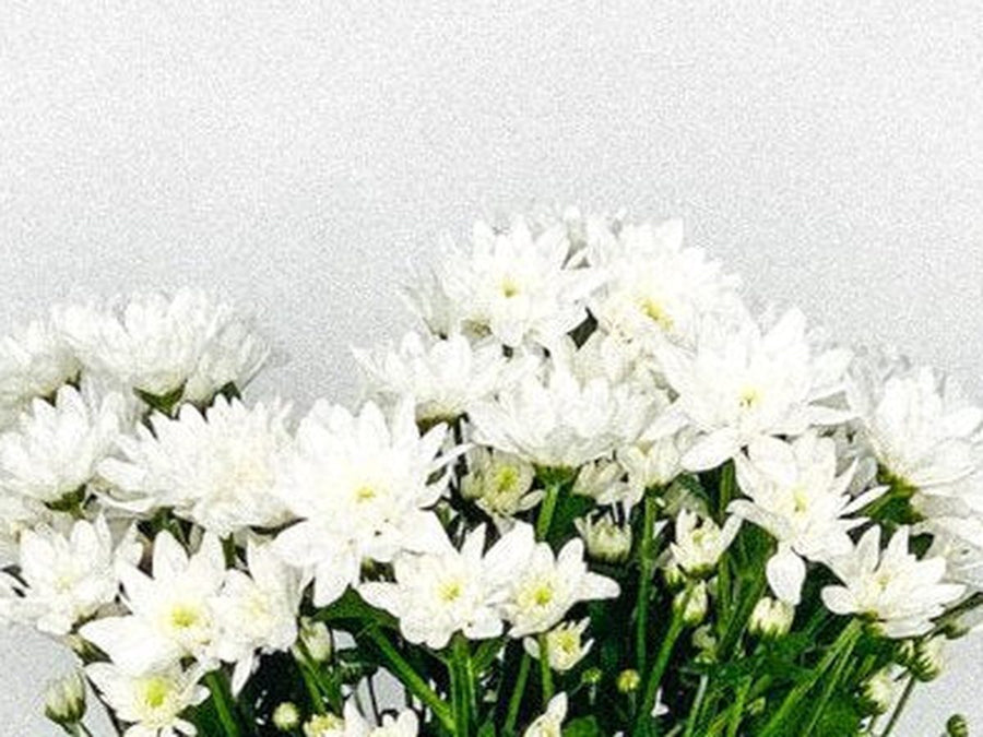 Margaritas del catálogo de Persa Flores.