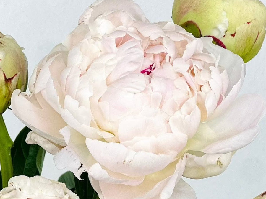 Flores del catálogo de Persa Flores para mamá.