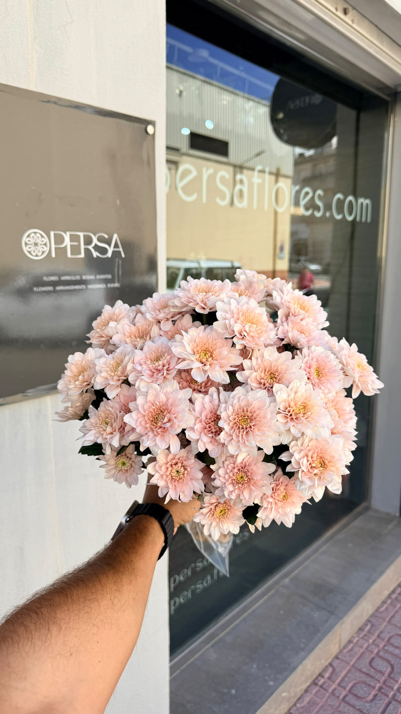 Margaritas Rosa, fotografiado en nuestra floristería antes de salir
