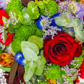 Amapola - Persa Flores