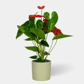 Anthurium Rojo - Persa Flores