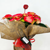 Flor de Pascua | Poinsettia - Persa Flores