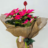 Flor de Pascua | Poinsettia - Persa Flores