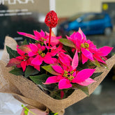 Flor de Pascua Fushia | Poinsettia - Persa Flores
