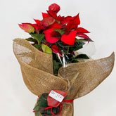 Flor de Pascua roja de Persa Flores