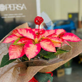 Flor de Pascua melocoton | Poinsettia - Persa Flores