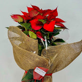 Flor de Pascua | Poinsettia - Persa Flores