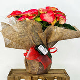 Flor de Pascua | Poinsettia - Persa Flores