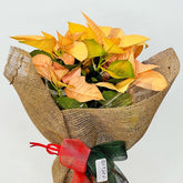 Flor de Pascua Amarilla de Persa Flores