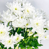 Margarita Euro Blanca - Persa Flores