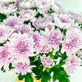 Margarita Euro Rosa - Persa Flores