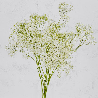 Paniculata | Ramos paniculata de colores. - Persa Flores