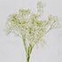 Paniculata | Ramos paniculata de colores. - Persa Flores