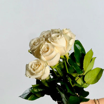 Ramo de Rosas Blancas Premium - Persa Flores