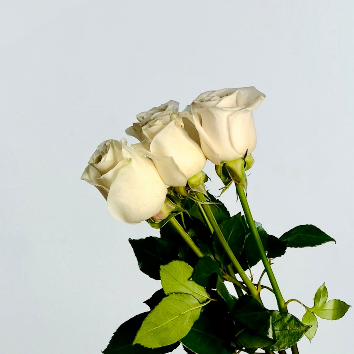 Ramo de Rosas Blancas Premium - Persa Flores