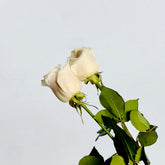 Ramo de Rosas Blancas Premium - Persa Flores