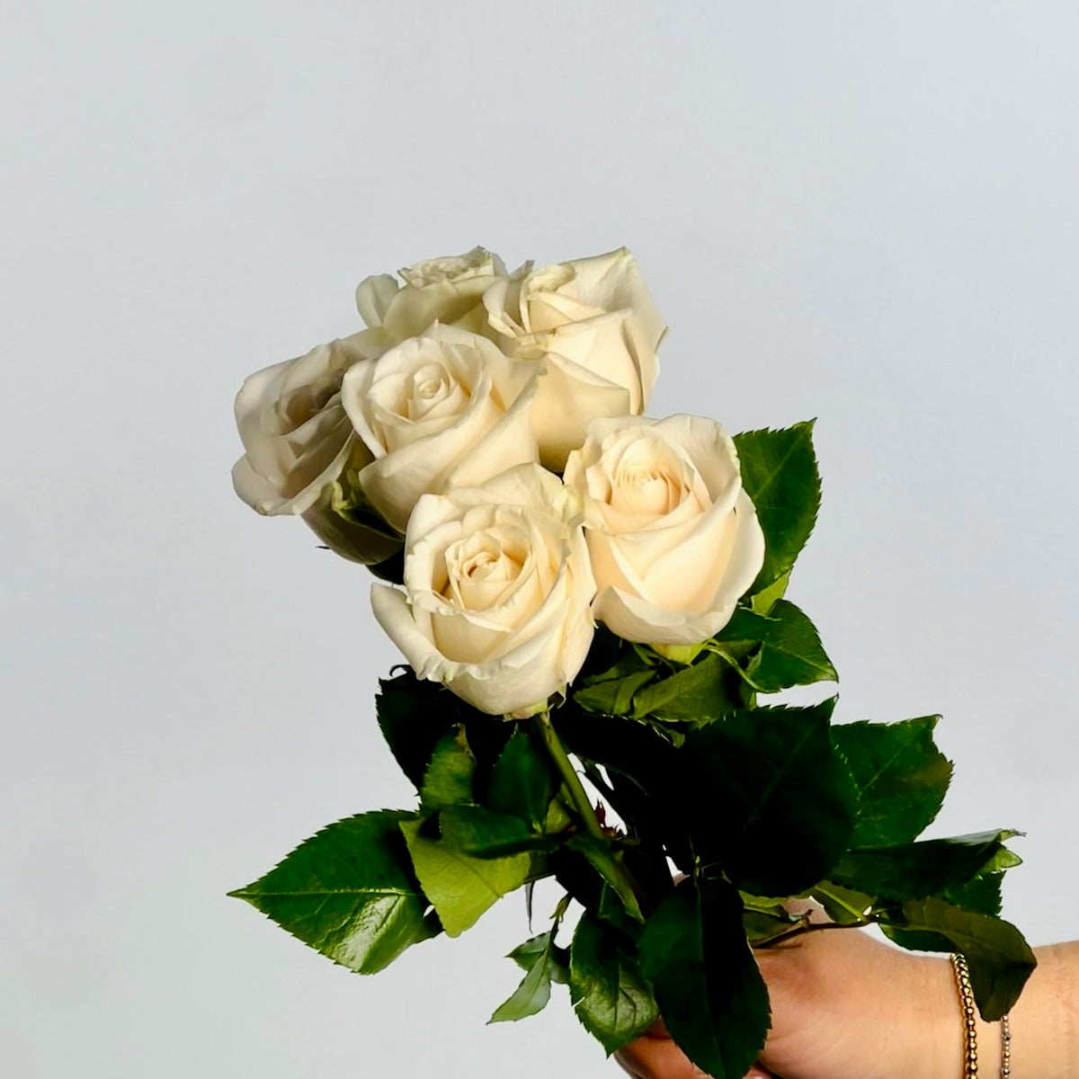 Premium White Roses