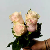 Ramo de Rosas Rosa Premium - Persa Flores