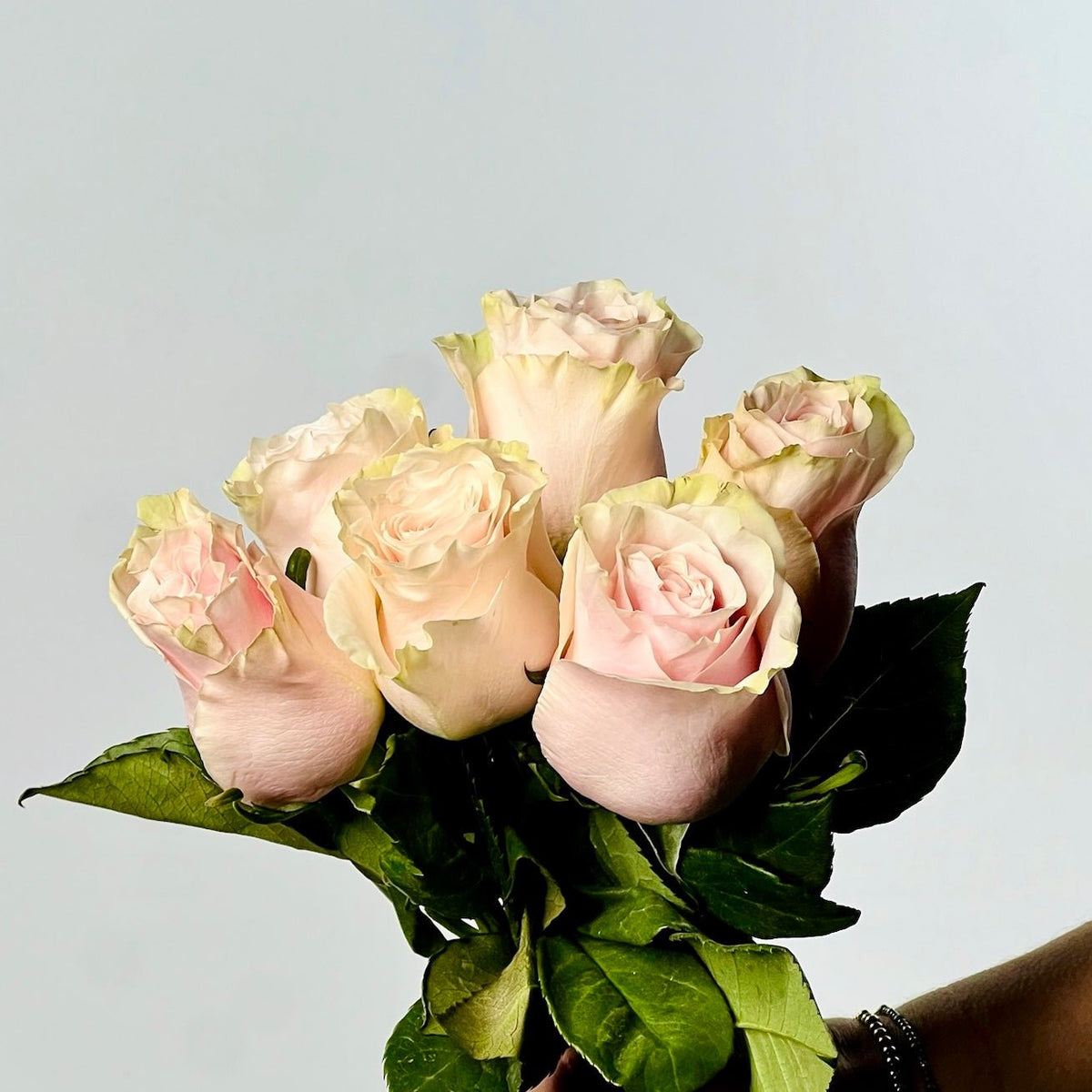 Premium Pink Roses