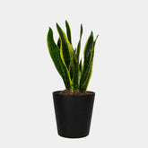 Snake Plant Mini - Sansevieria - Persa Flores