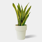 Snake Plant Mini - Sansevieria - Persa Flores